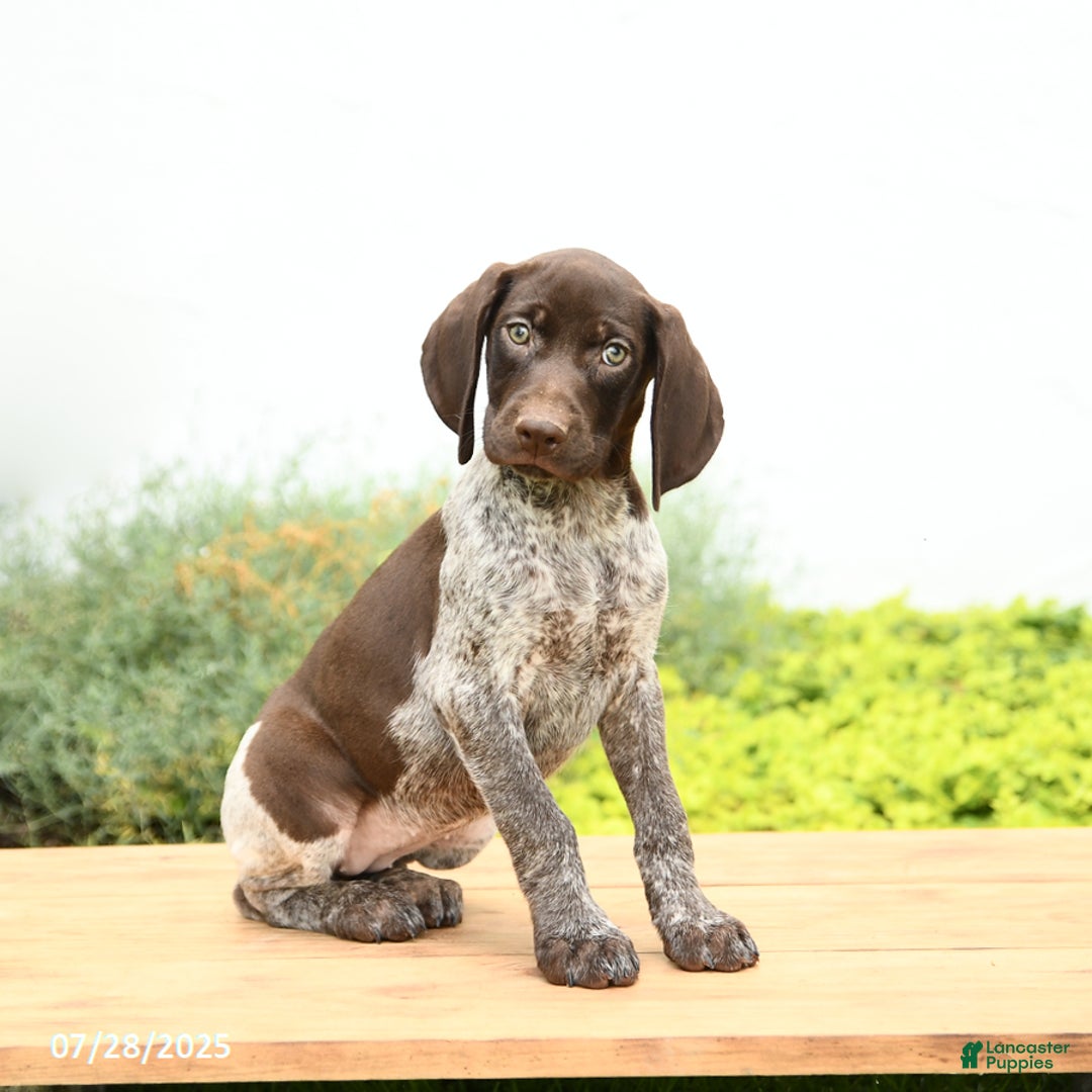German Shorthaired Pointer dogs for sale: Jemma - Image 1