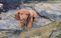 Dachshund dogs for sale: Otis - Image 15
