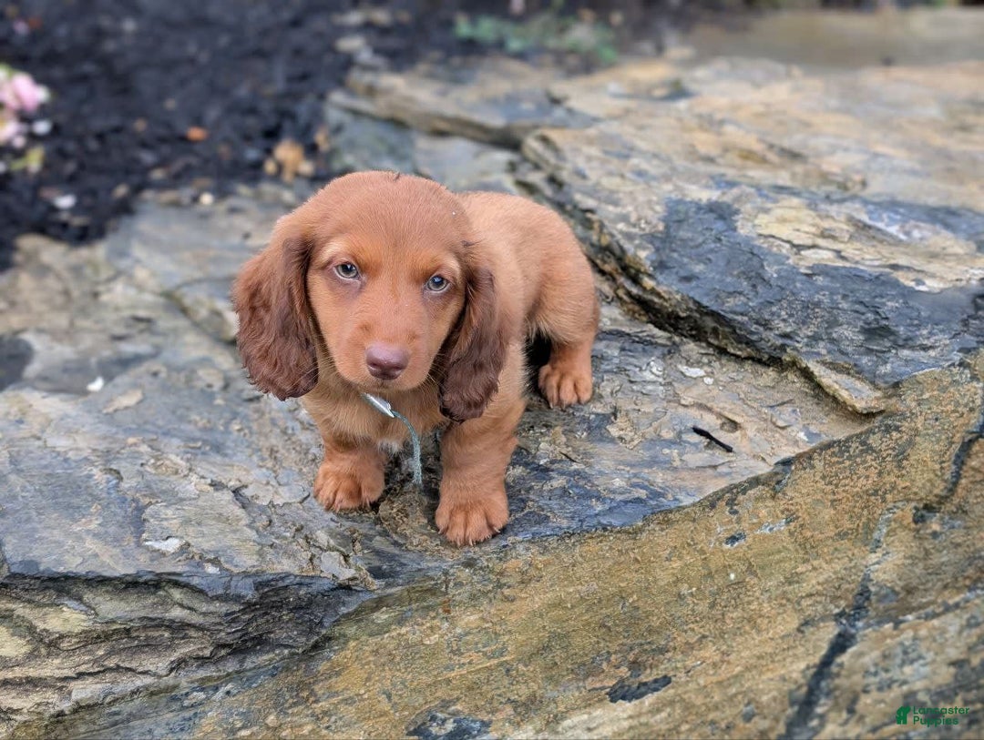 Dachshund dogs for sale: Otis - Image 15