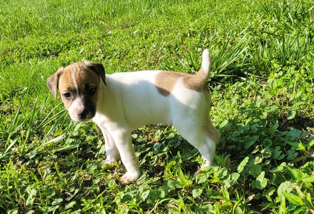 Jack Russell Terrier dogs for sale: Penny Female JRT - Image 3