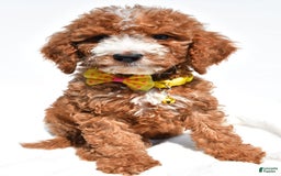  dogs for sale: Mini Goldendoodle 7 puppies - Image 1