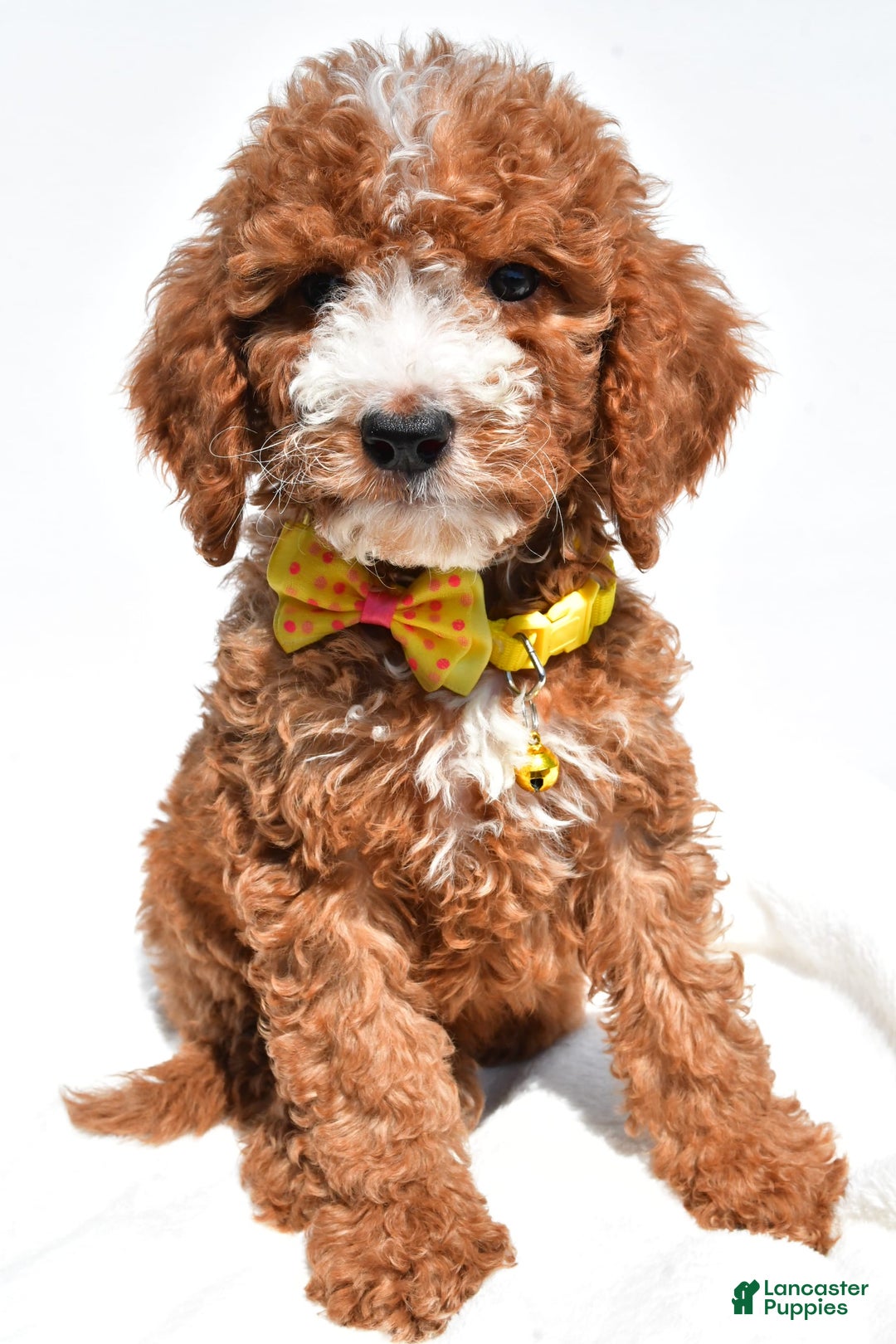  dogs for sale: Mini Goldendoodle 7 puppies - Image 1