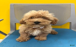 Bichpoo dogs for sale: Gator - Image 1