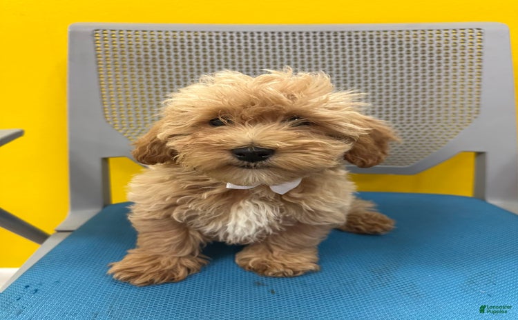Bichpoo dogs for sale - Ad 5