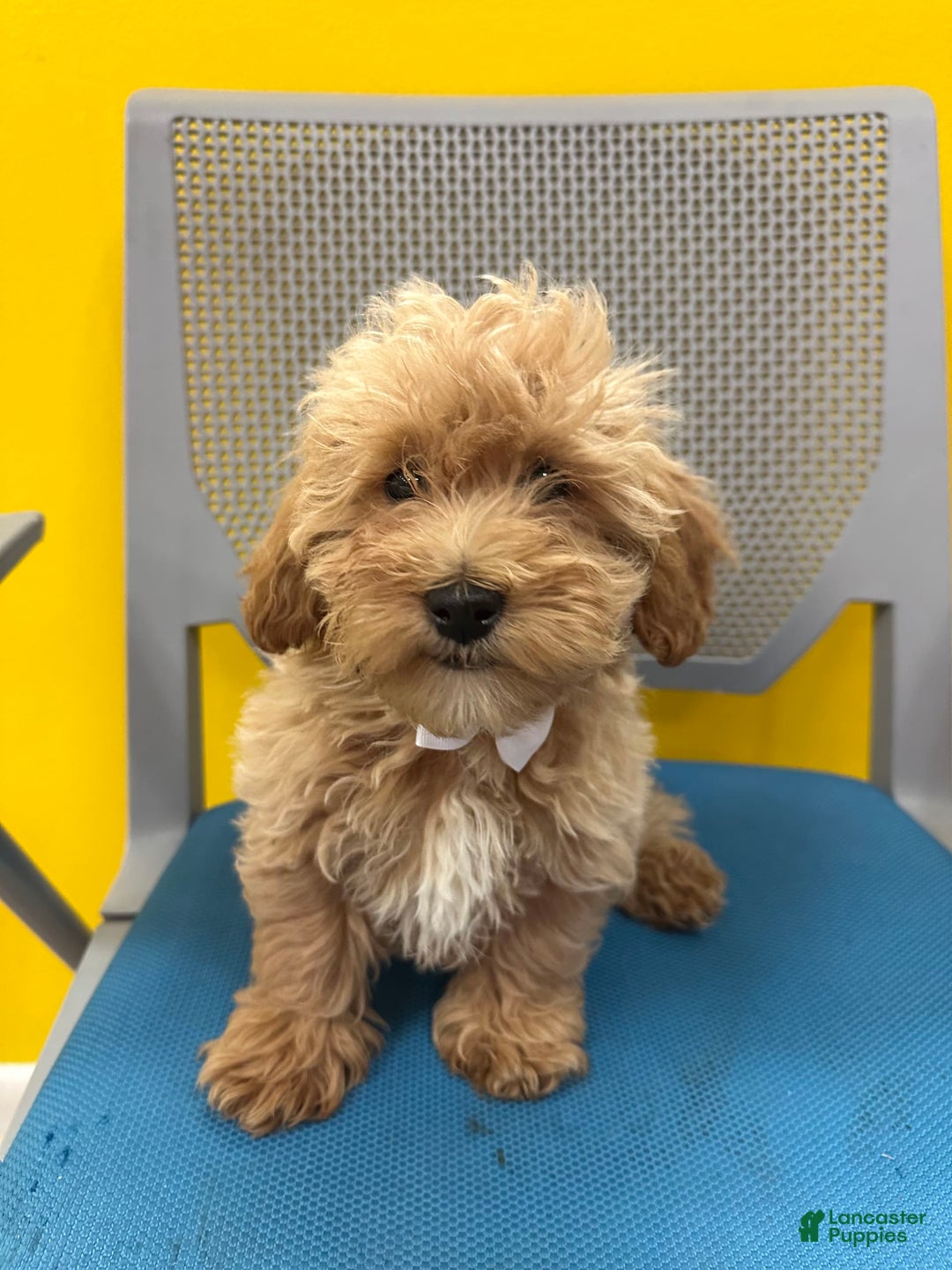 Bichpoo dogs for sale: Gator - Image 1