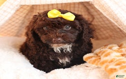 Cockapoo dogs for sale: Bess - Image 11