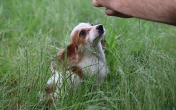 Miniature Dachshund dogs for sale: Daisy - Image 5