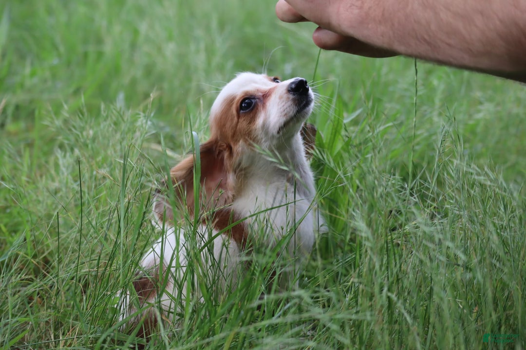 Miniature Dachshund dogs for sale: Daisy - Image 5