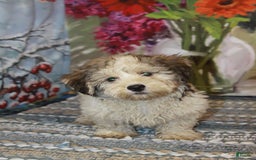 Havanese dogs for sale: Danny - Image 1