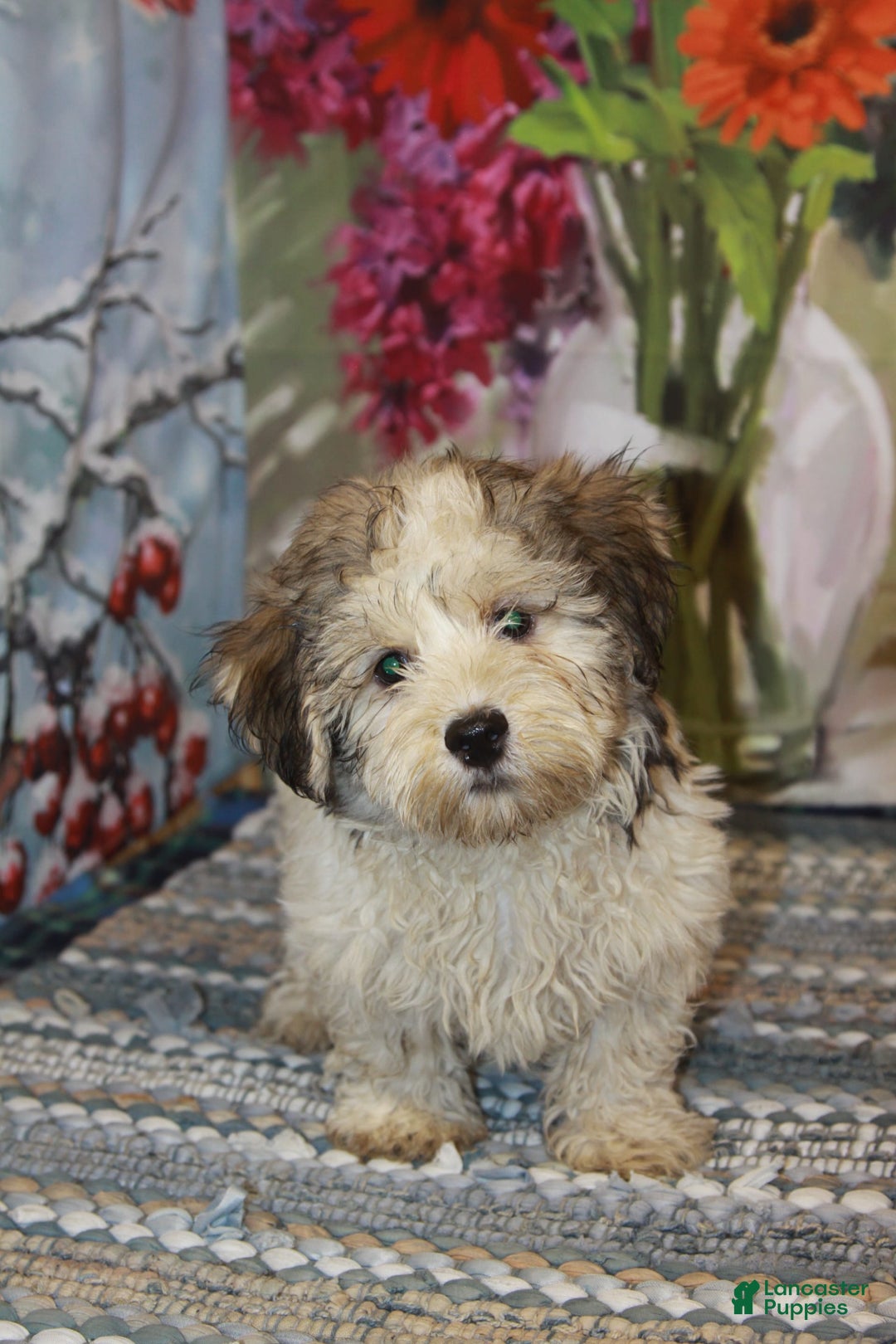 Havanese dogs for sale: Danny - Image 1