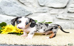 Miniature Dachshund dogs for sale: Zeus - Image 4