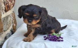 Cavalier King Charles Spaniel dogs for sale: Sparkle - Image 1