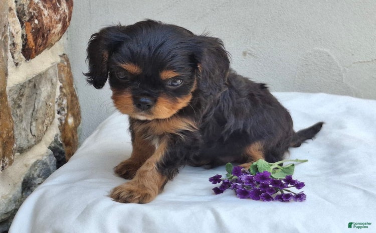 Cavalier King Charles Spaniel dogs for sale - Ad 2