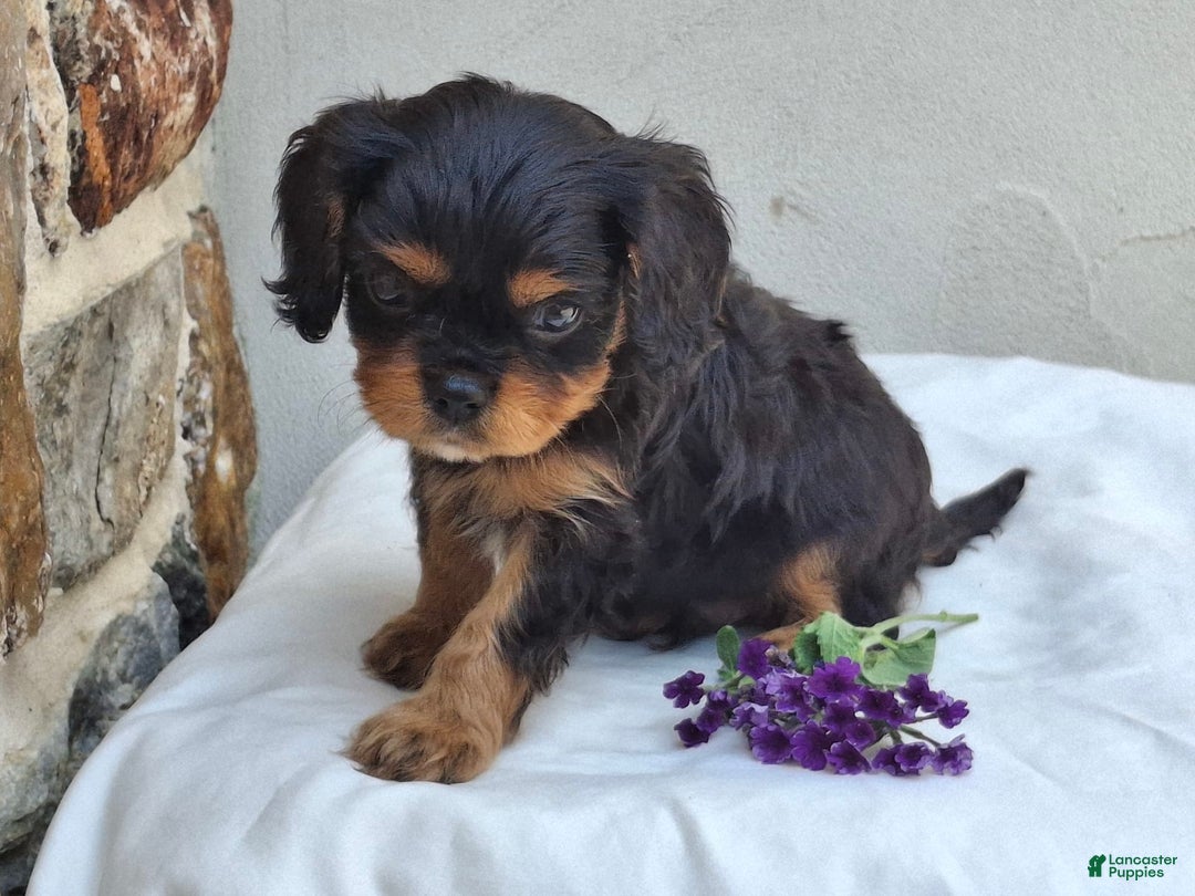Cavalier King Charles Spaniel dogs for sale: Sparkle - Image 1