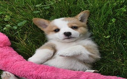 Welsh Corgi Pembroke dogs for sale: Aspen - Image 9