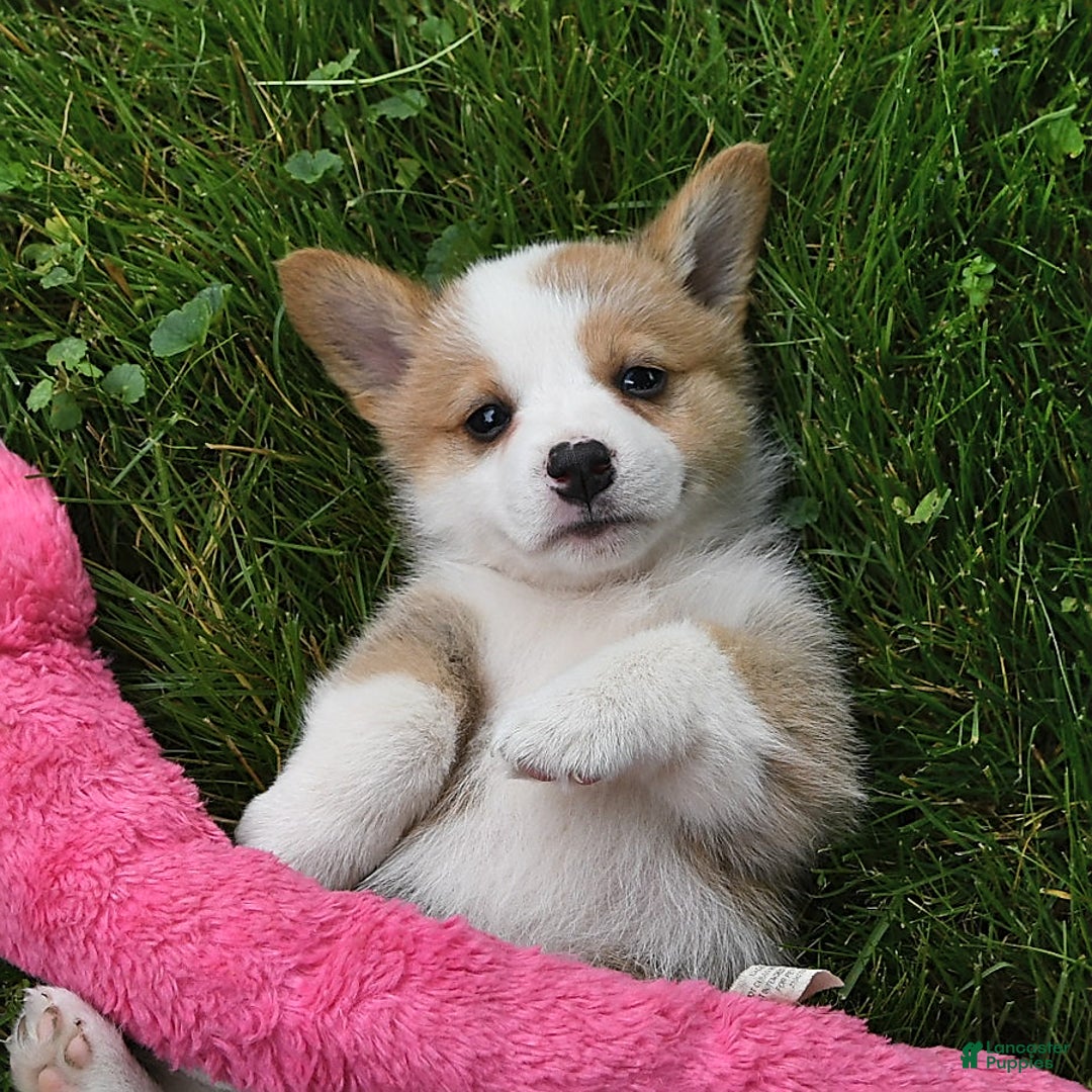 Welsh Corgi Pembroke dogs for sale: Aspen - Image 9