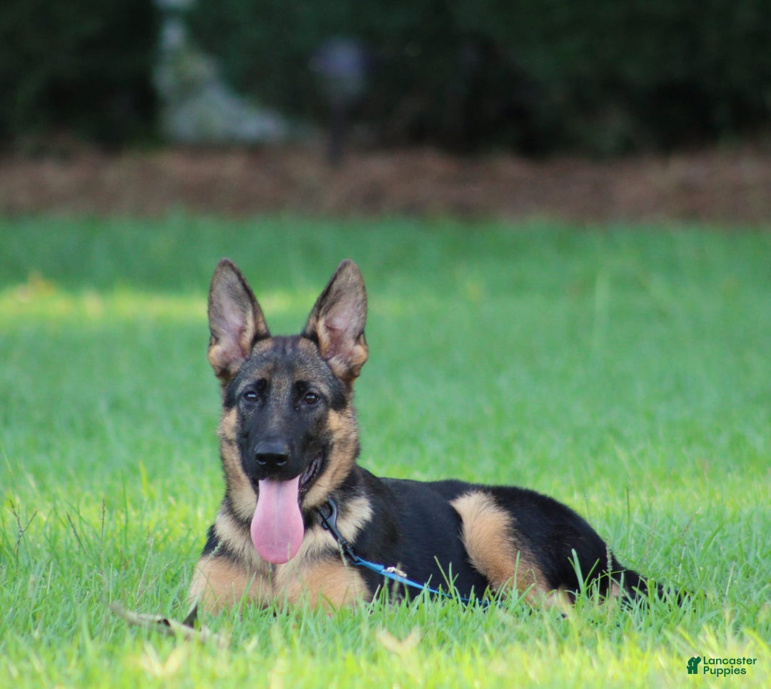 German Shepherd dogs for sale: Hazel - Image 11