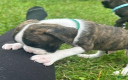 Boxer dogs for sale: Green - Image 2