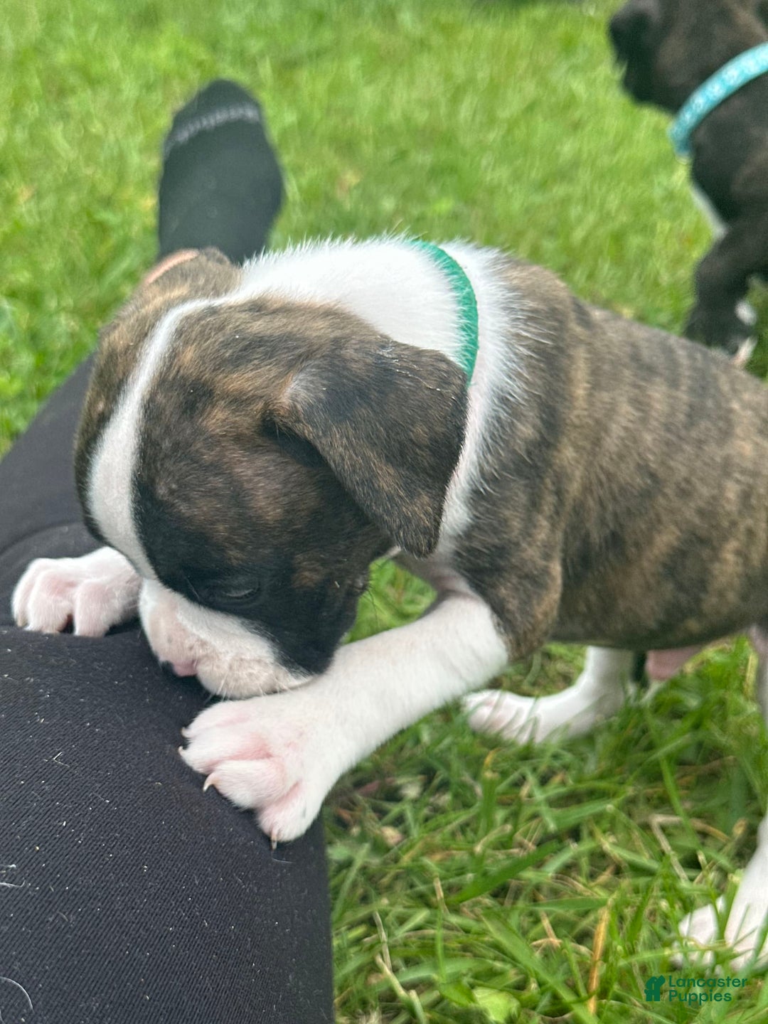 Boxer dogs for sale: Green - Image 2