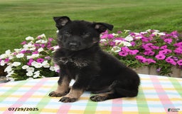 German Shepherd dogs for sale: Felix - Image 1