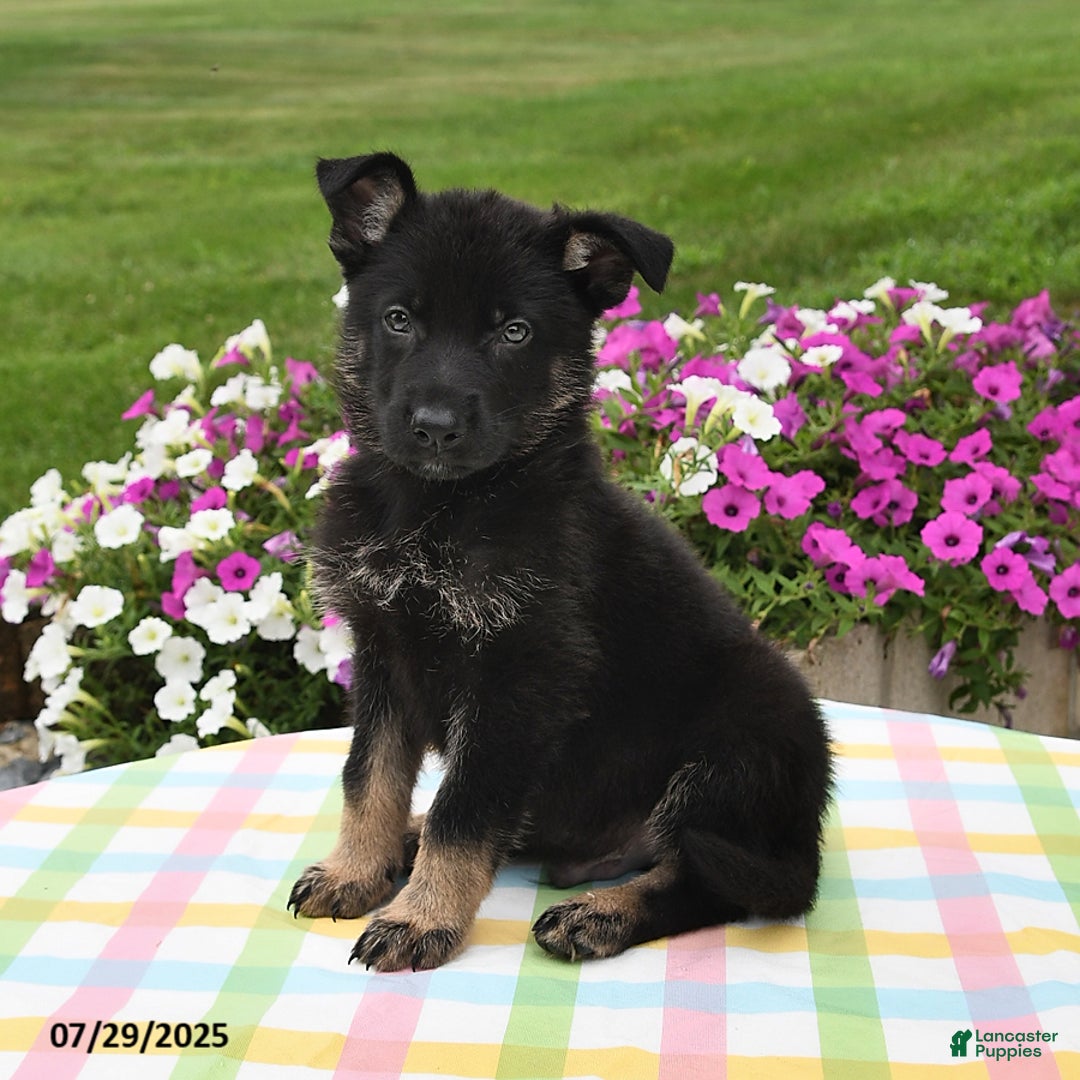 German Shepherd dogs for sale: Felix - Image 1
