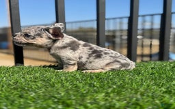 French Bulldog dogs for sale: Riri - Image 1