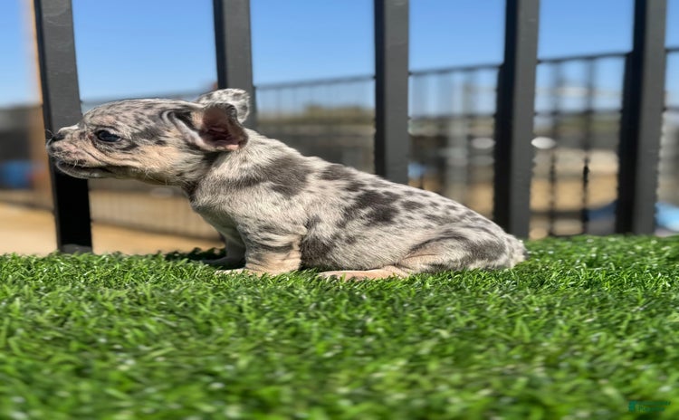 French Bulldog dogs for sale - Ad 1