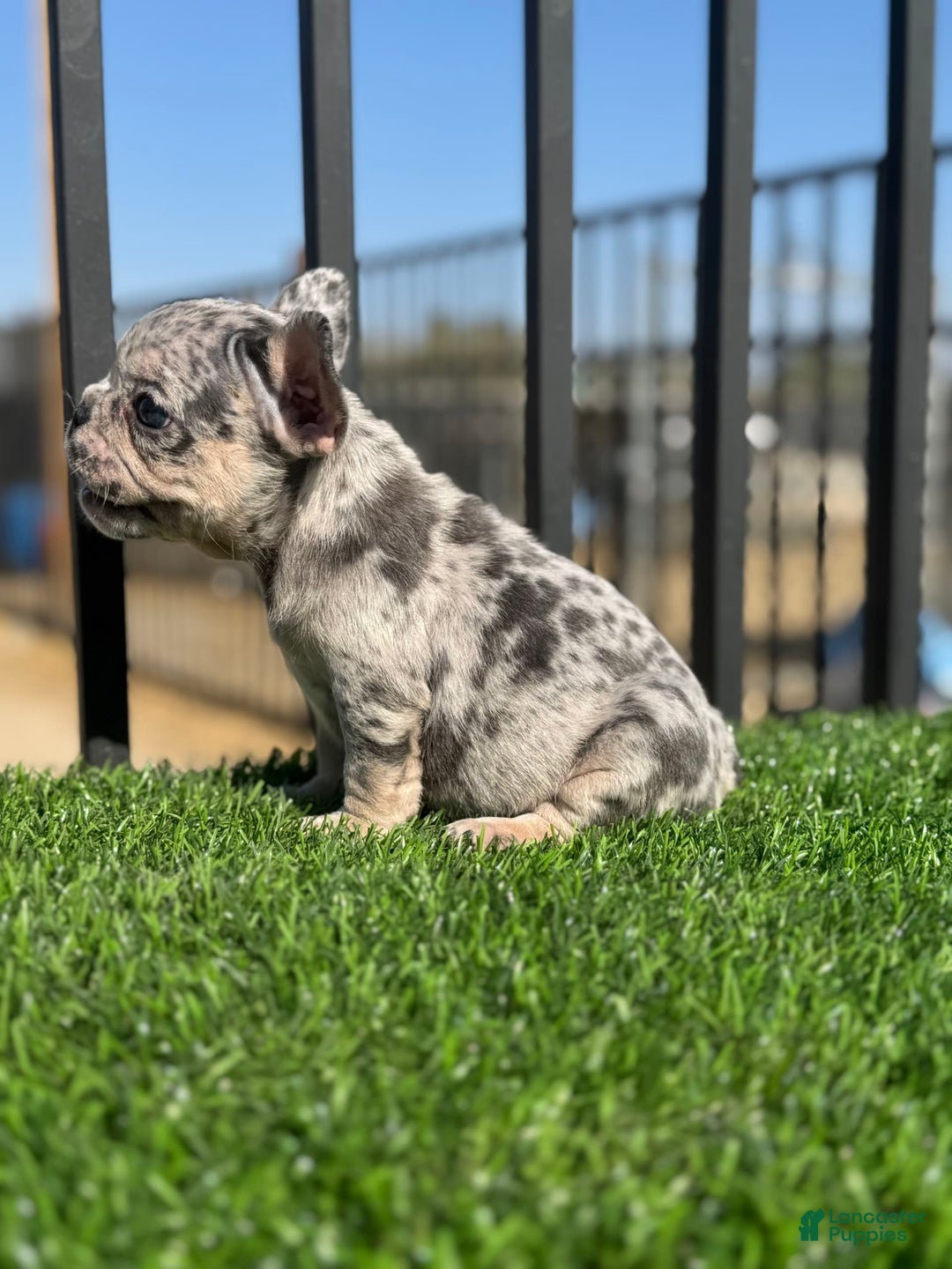 French Bulldog dogs for sale: Riri - Image 1
