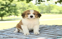 Great Pyrenees dogs for sale: Leader - Image 1