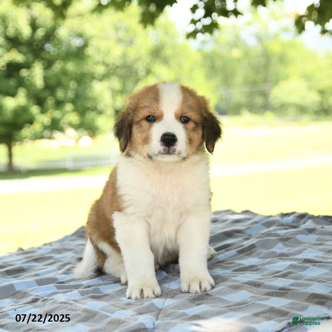 Great Pyrenees dogs for sale: Leader - Image 1