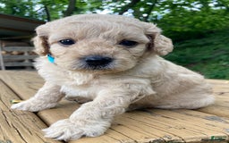 Labradoodle dogs for sale: Maxwell - Image 12