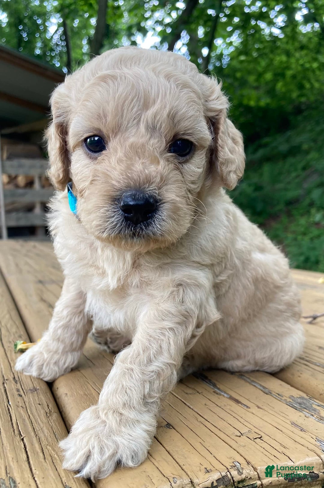 Labradoodle dogs for sale: Maxwell - Image 12