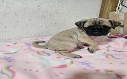 Pug dogs for sale: Candy - Image 2
