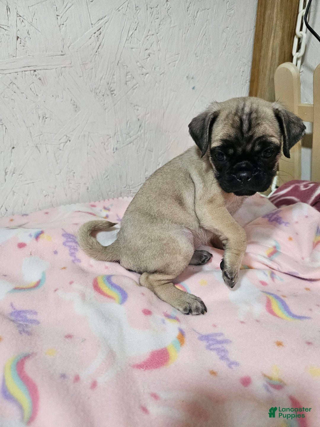 Pug dogs for sale: Candy - Image 2