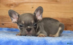 French Bulldog dogs for sale: A J - Image 4