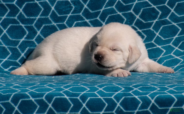 Labrador Retriever dogs for sale - Ad 2