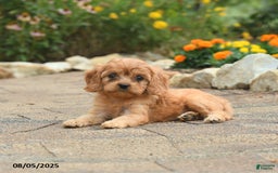 Cavapoo dogs for sale: Aspen - Image 5