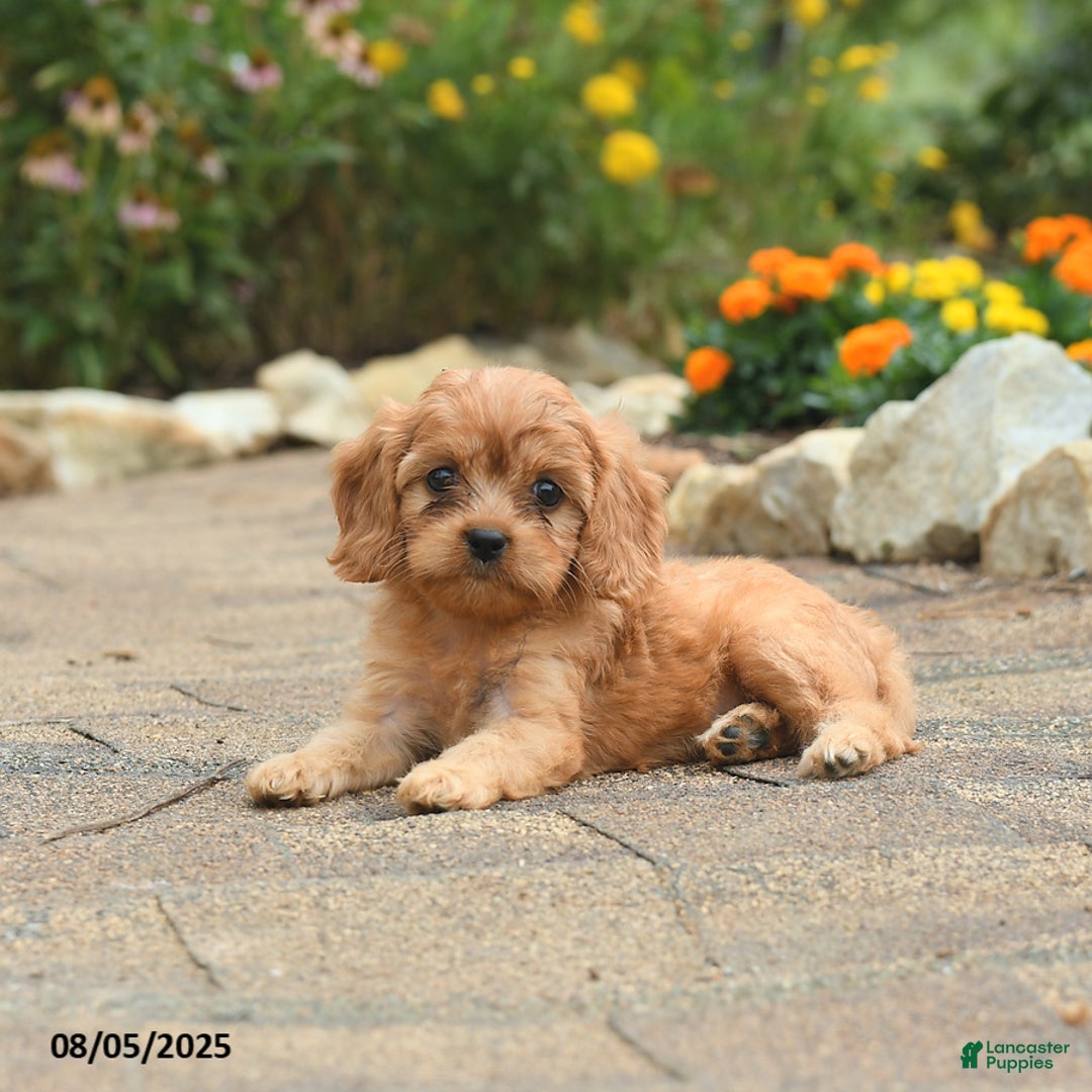 Cavapoo dogs for sale: Aspen - Image 5