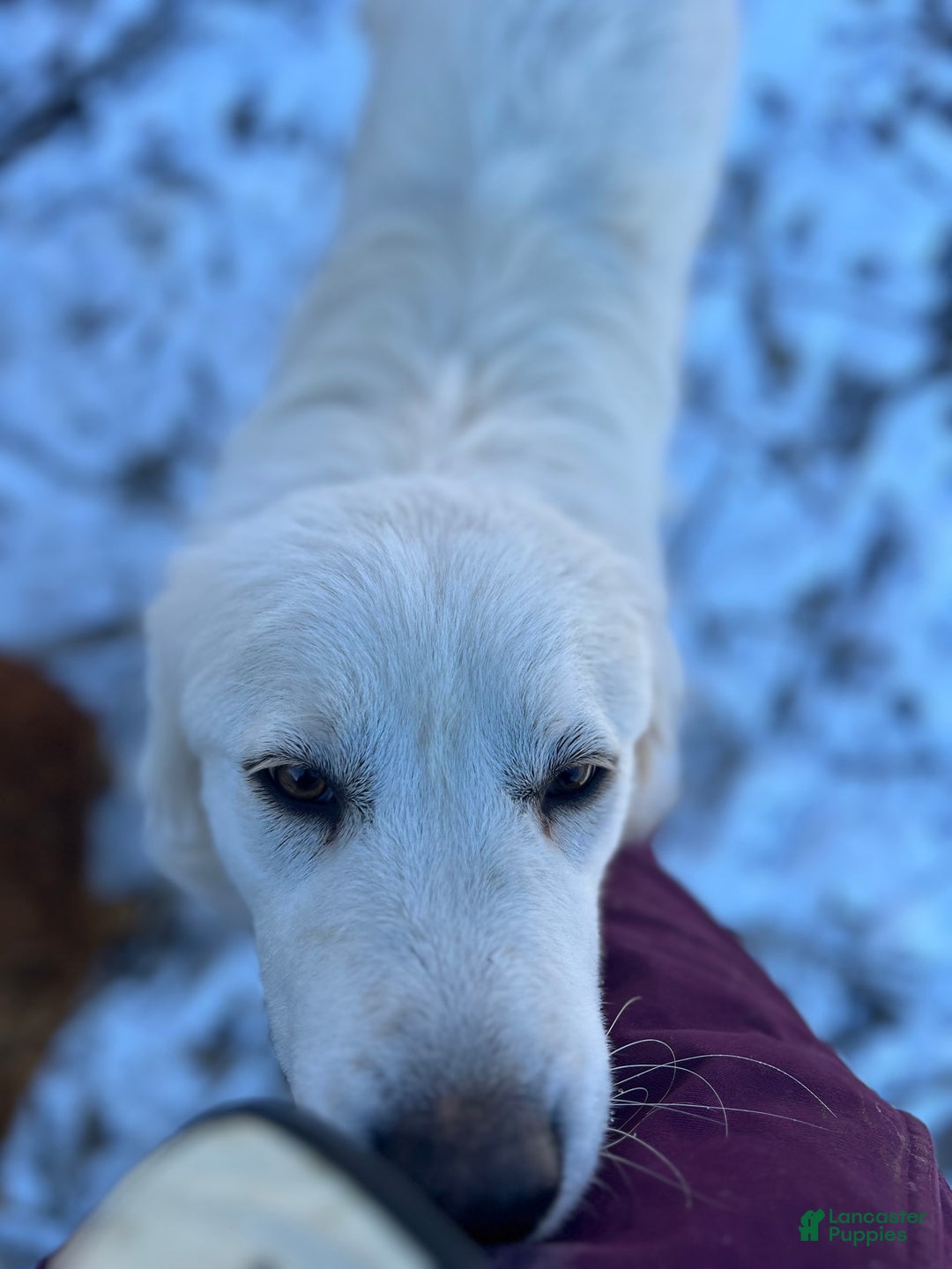 Great Pyrenees dogs for sale: Apollo - Image 2