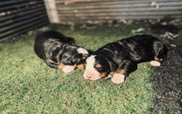 Bernese Mountain Dog dogs for sale: Ch European - Bernese Female - Image 1
