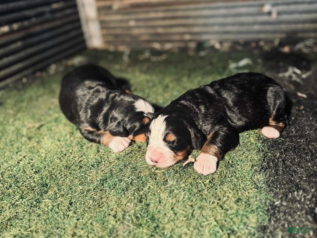 Bernese Mountain Dog dogs for sale: Ch European - Bernese Female - Image 1