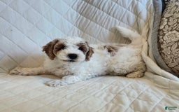 Cockapoo dogs for sale: Remi - Image 2