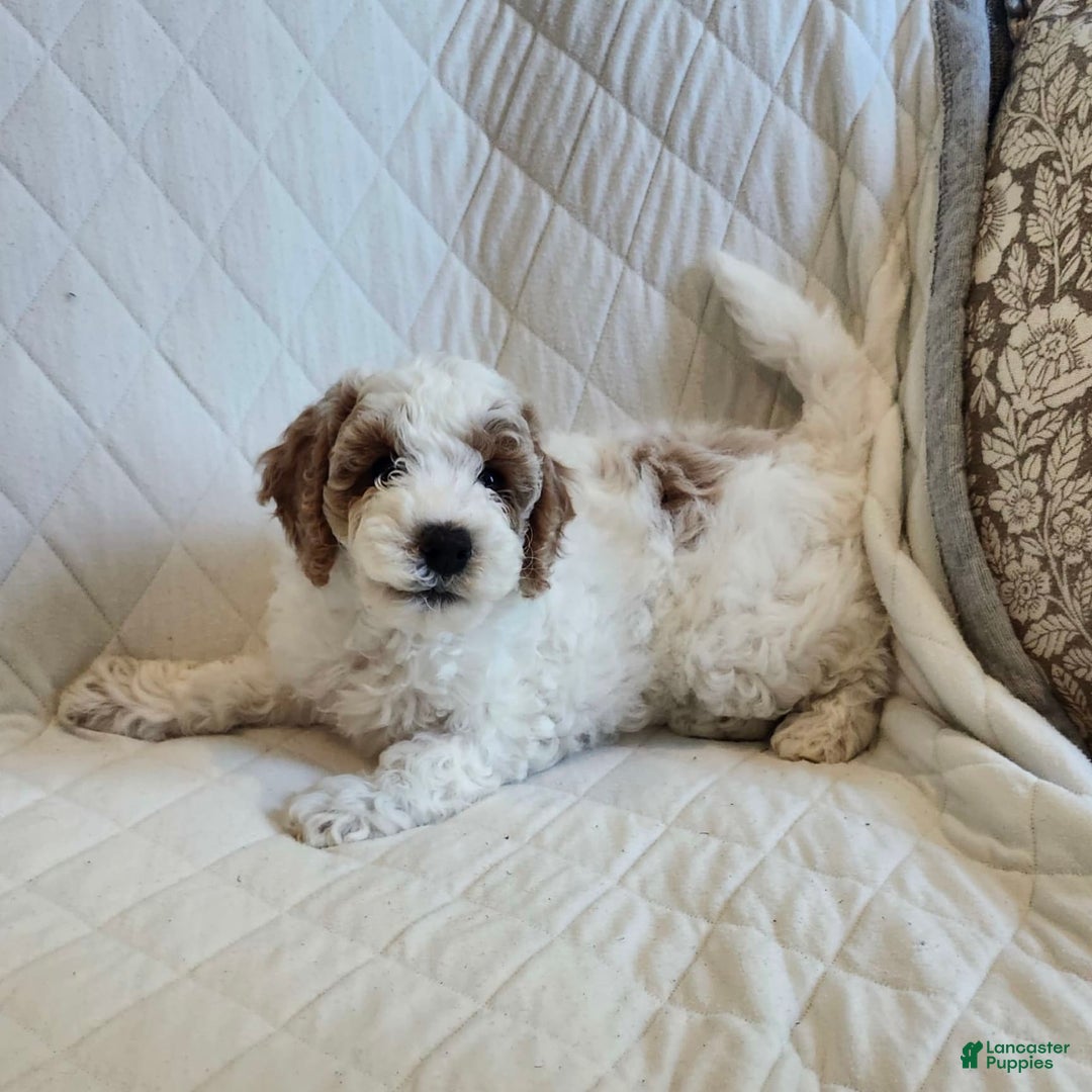 Cockapoo dogs for sale: Remi - Image 2