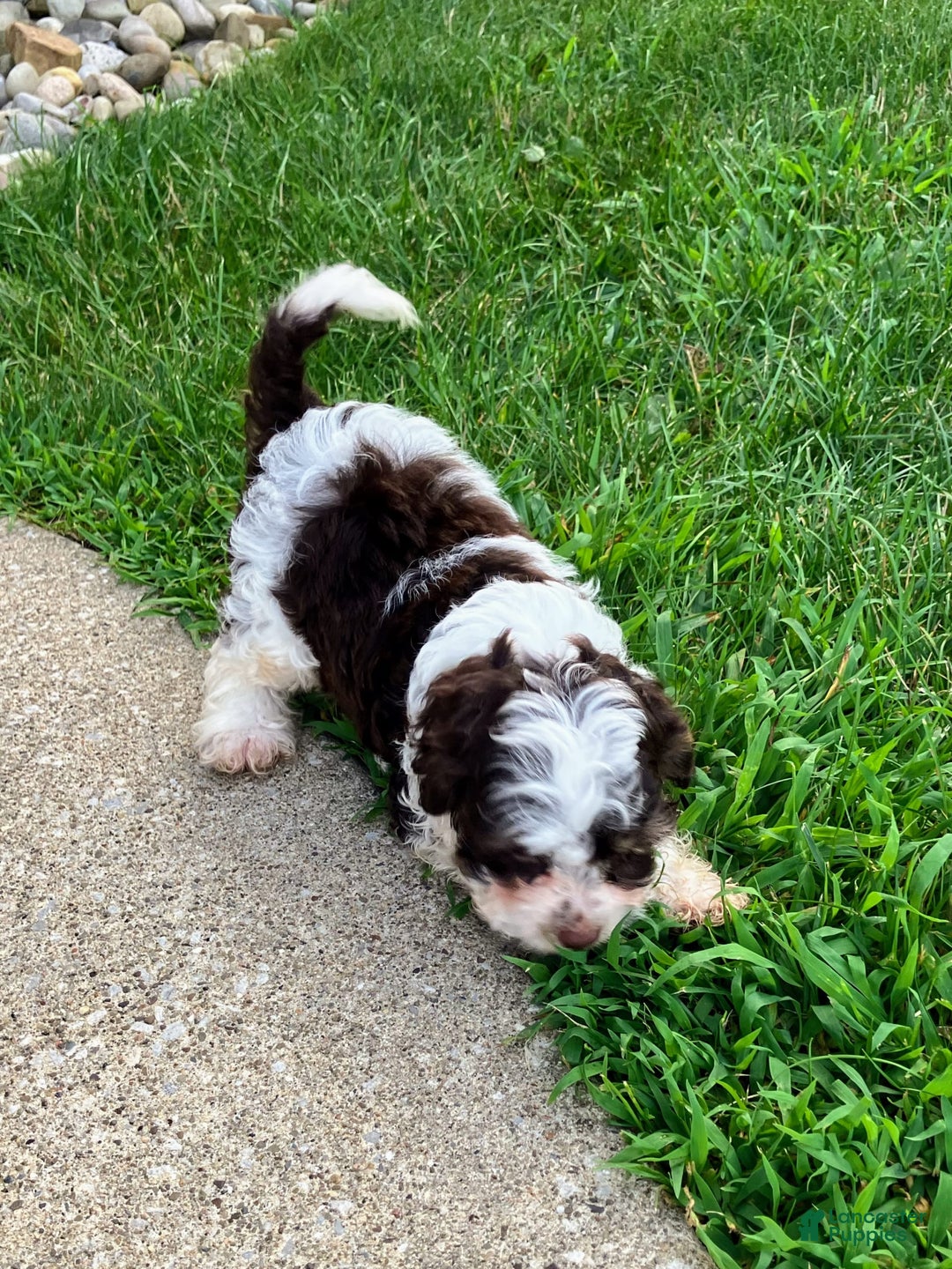 Cockapoo dogs for sale: Teddy - Image 10