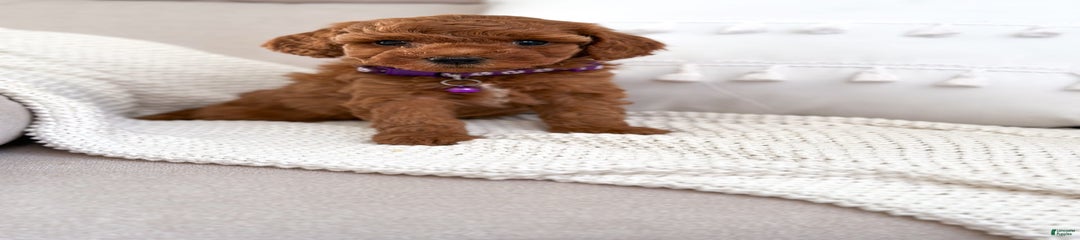 Breeze