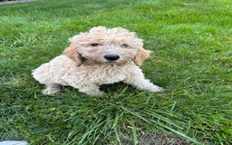 Labradoodle dogs for sale: Ace - Image 3