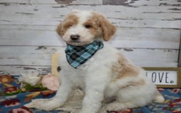 Standard Poodle dogs for sale: Gus - Image 27