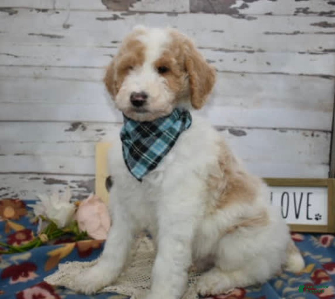 Standard Poodle dogs for sale: Gus - Image 27