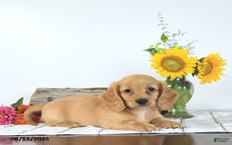 Miniature Dachshund dogs for sale: Merv - Image 3