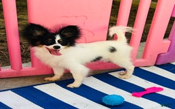Papillon dogs for sale: Ch. Olimpia X Wilder - Image 2